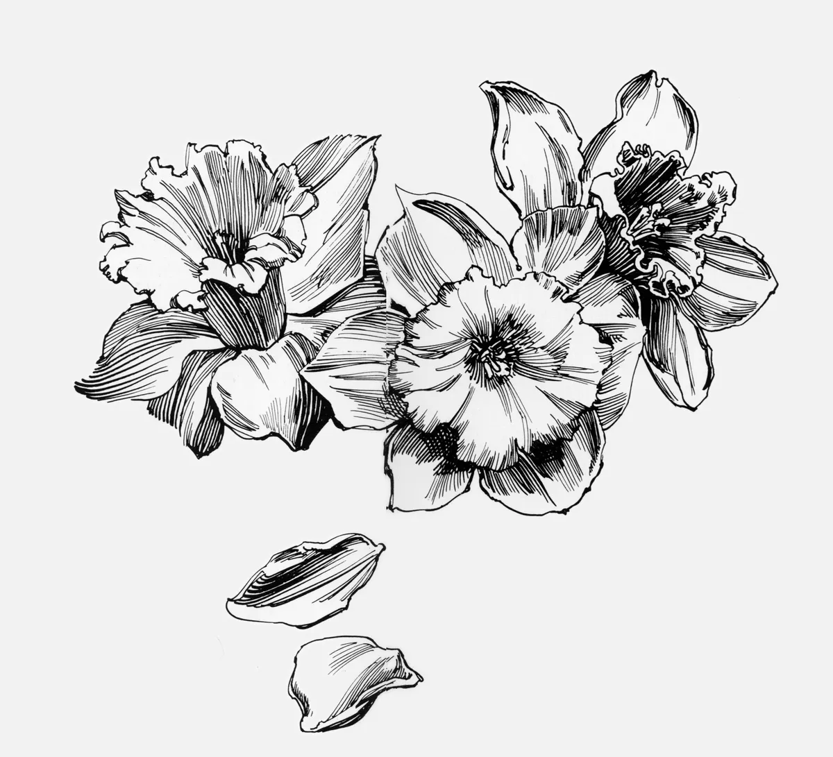 Posy