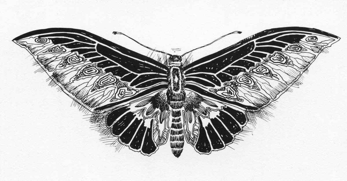 Moth