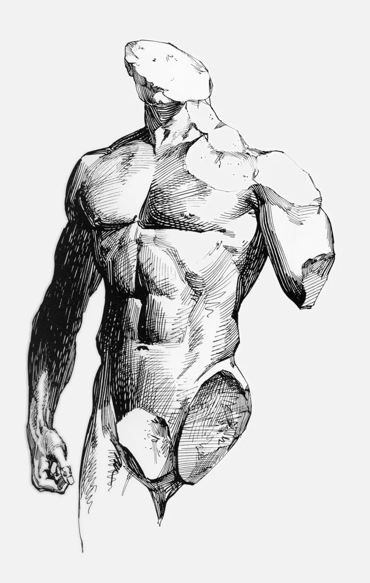 Torso