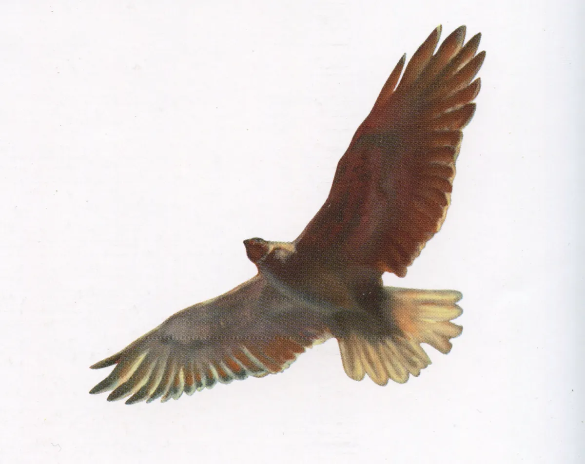Bird