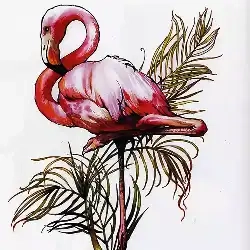 Flamingo
