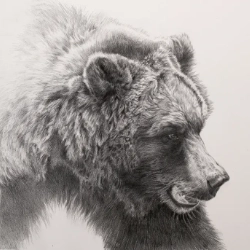 Grizzly